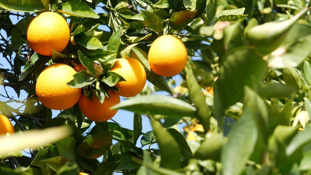 Citrus orange fruit on tree, California USA. Spring garden, american local agricultural farm plantation, homestead horticulture. Juicy fresh leaves, exotic tropical harvest on branch. Springtime sky.