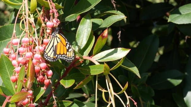 Monarch butterfly pollinate arbutus flower, California USA. Pink madrone blossom, romantic botanical atmosphere, delicate exotic bloom. Spring pastel colors. Springtime morning freshness in garden.