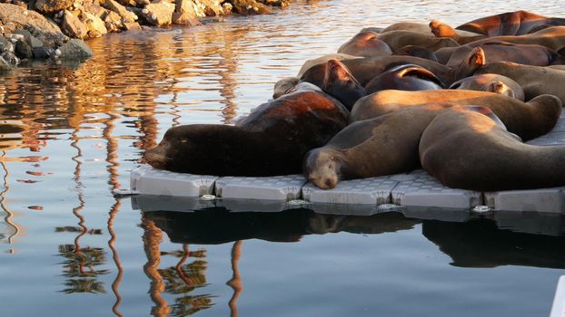 Sea lion rookery, pier in harbor village, marina of Oceanside, USA. Wild marine animal resting, California pacific ocean coast wildlife. Seal in freedom near sea water. Funny pinnipeds relax on shore.