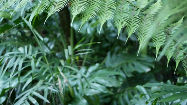 Exotic jungle rainforest tropical atmosphere. Fern, palms and fresh juicy frond leaves, amazon dense overgrown deep forest. Dark natural greenery lush foliage. Evergreen ecosystem. Paradise aesthetic.