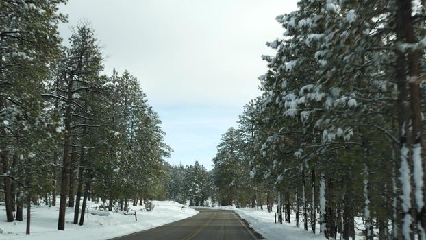 Snow in wintry forest, driving auto, road trip in winter Utah USA. Coniferous pine trees, view from car thru windshield. Christmas vacations, december journey to Bryce Canyon. Eco tourism to woods.