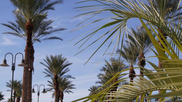 Palms in Los Angeles, California, USA. Summertime aesthetic of Santa Monica and Venice Beach on Pacific ocean. Clear blue sky and iconic palm trees. Atmosphere of Beverly Hills in Hollywood. LA vibes.