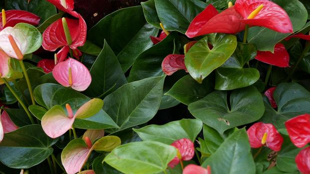 Red calla lily flower, dark green leaves. Elegant maroon floral blossom. Exotic tropical jungle rainforest, stylish trendy botanical atmosphere. Natural vivid greenery, paradise aesthetic. Arum plant.