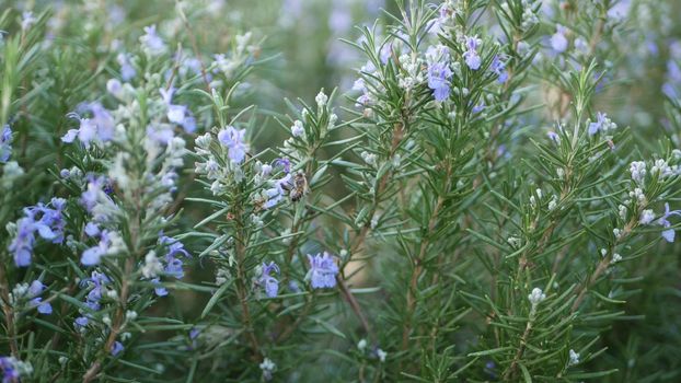 Rosemary salvia herb in garden, California USA. Springtime meadow romantic atmosphere, morning wind, delicate pure greenery of aromatic sage. Spring fresh garden or lea in soft focus. Flowers blossom.