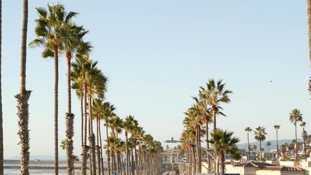 Palm tree perspective in Oceanside, California waterfront pacific ocean tropical beach resort, USA. Summertime sea coastline vacations. Palmtrees on beachfront seacoast boardwalk. Daytime blue sky.