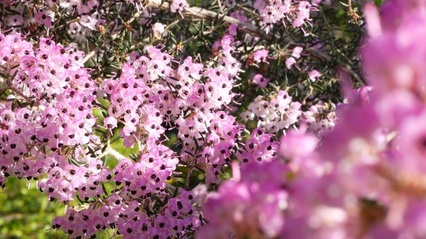 Heath tree pink flowers, California USA. Erica arborea briar root springtime bloom. Home gardening, american decorative ornamental houseplant, natural botanical atmosphere. Lilac mauve spring blossom.