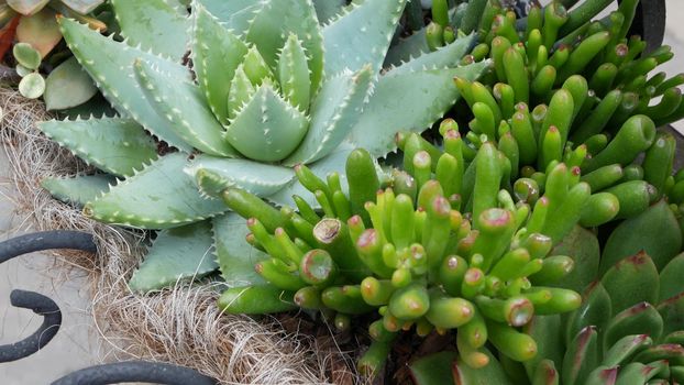 Succulent plants collection, gardening in California, USA. Home garden design, diversity of various botanical hen and chicks. Assorted mix of decorative ornamental echeveria houseplants, floriculture.