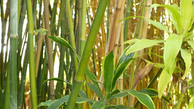Bamboo forest, exotic asian tropical atmosphere. Green trees in meditative feng shui zen garden. Quiet calm grove, morning harmony freshness in thicket. Japanese or chinese natural oriental aesthetic.