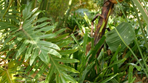 Subtropical forest in California USA. Fresh springtime morning atmosphere, green bright wood, sunny natural rainforest. Lush foliage of spring sunlit wilderness of woodland. Botanical juicy greenery.