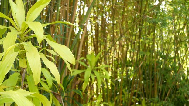 Bamboo forest, exotic asian tropical atmosphere. Green trees in meditative feng shui zen garden. Quiet calm grove, morning harmony freshness in thicket. Japanese or chinese natural oriental aesthetic.
