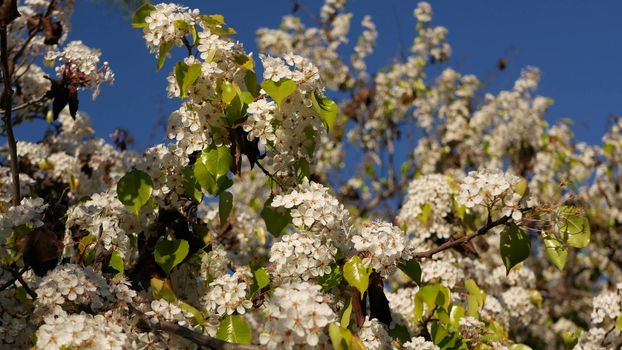 Spring white blossom of cherry tree, California, USA, Balboa Park. Delicate tender sakura flowers of pear, apple or apricot. Springtime fresh romantic atmosphere, pure botanical bloom soft focus bokeh