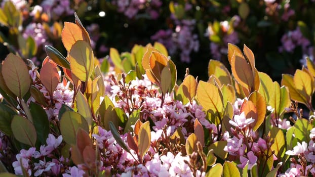 Indian hawthorn pink flower, California USA. Rhaphiolepis springtime fresh bloom, romantic botanical atmosphere, delicate natural blossom. Spring soft color, garden design and decorative floriculture.