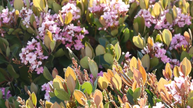 Indian hawthorn pink flower, California USA. Rhaphiolepis springtime fresh bloom, romantic botanical atmosphere, delicate natural blossom. Spring soft color, garden design and decorative floriculture.