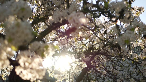 Spring white blossom of cherry tree, California, USA, Balboa Park. Delicate tender sakura flowers of pear, apple or apricot. Springtime fresh romantic atmosphere, pure botanical bloom soft focus bokeh