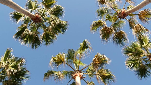 Palms in Los Angeles, California, USA. Summertime aesthetic of Santa Monica and Venice Beach on Pacific ocean. Clear blue sky and iconic palm trees. Atmosphere of Beverly Hills in Hollywood. LA vibes.