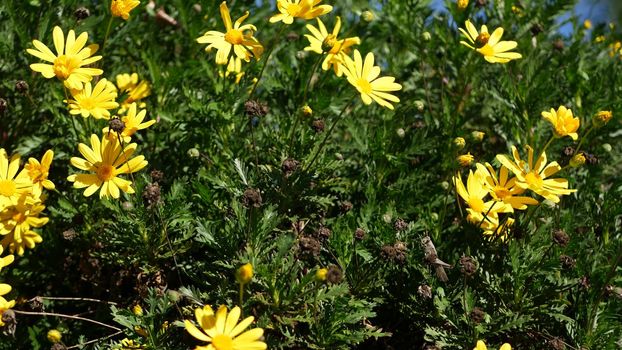 Yellow daisy flowers blossom, home gardening in California, USA. Natural botanical close up background. Euryops Pectinatus bloom in spring fresh garden. Springtime flora, Asteraceae bush in soft focus