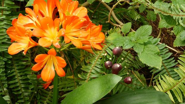 Natal bush kafir lily flower, California, USA. Clivia miniata orange flamboyant exotic fiery vibrant botanical bloom. Tropical jungle rainforest atmosphere. Natural garden vivid fresh juicy greenery.
