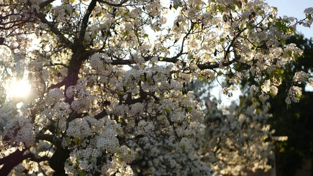 Spring white blossom of cherry tree, California, USA, Balboa Park. Delicate tender sakura flowers of pear, apple or apricot. Springtime fresh romantic atmosphere, pure botanical bloom soft focus bokeh