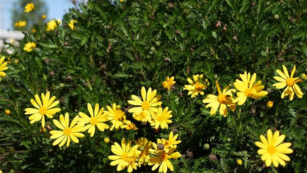 Yellow daisy flowers blossom, home gardening in California, USA. Natural botanical close up background. Euryops Pectinatus bloom in spring fresh garden. Springtime flora, Asteraceae bush in soft focus