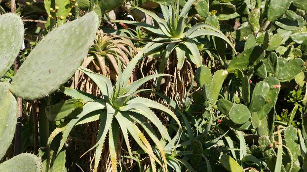 Cactus succulent plant, California USA. Desert flora, arid climate natural flower, botanical close up background. Green ornamental unusual houseplant. Gardening in America, grows with aloe and agave.
