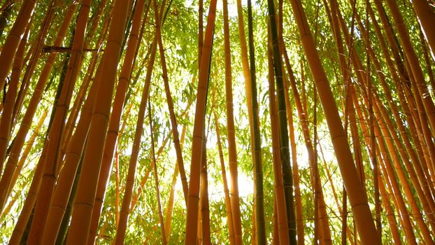 Bamboo forest, exotic asian tropical atmosphere. Green trees in meditative feng shui zen garden. Quiet calm grove, morning harmony freshness in thicket. Japanese or chinese natural oriental aesthetic.