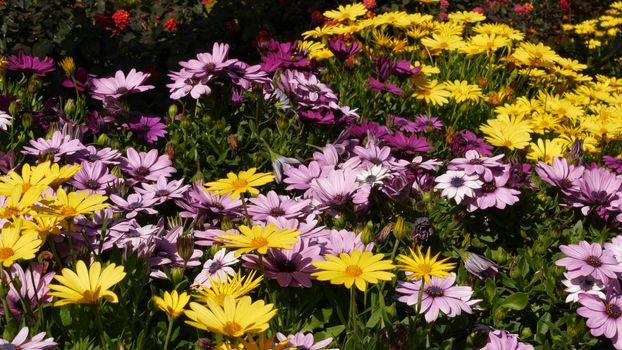 Daisy or marguerite colorful flowers, California USA. Aster or cape marigold multicolor purple violet bloom. Home gardening, american decorative ornamental houseplant, natural botanical atmosphere.