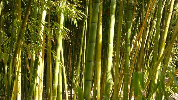 Bamboo forest, exotic asian tropical atmosphere. Green trees in meditative feng shui zen garden. Quiet calm grove, morning harmony freshness in thicket. Japanese or chinese natural oriental aesthetic.