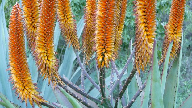 Aloe succulent plant yellow flower, California USA. Desert flora, arid climate natural botanical close up background. Vivid orange bloom of Aloe Vera. Gardening in America, grows with cactus and agave