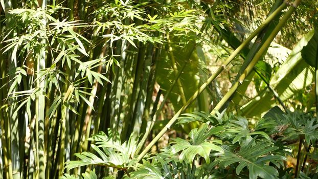 Bamboo forest, exotic asian tropical atmosphere. Green trees in meditative feng shui zen garden. Quiet calm grove, morning harmony freshness in thicket. Japanese or chinese natural oriental aesthetic.
