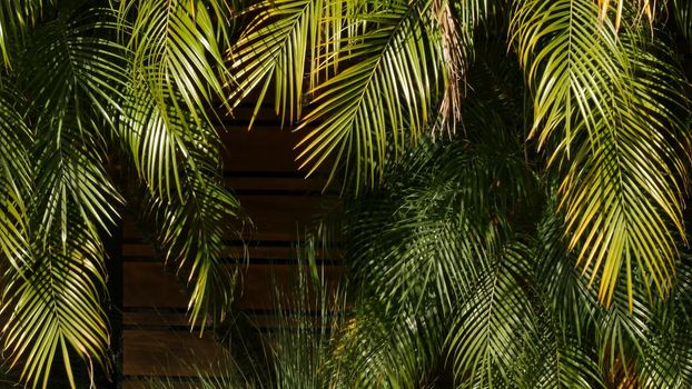 Exotic jungle rainforest tropical atmosphere. Palm fresh juicy frond leaves in amazon forest or garden. Contrast dark natural greenery lush foliage. Evergreen ecosystem. Paradise aesthetic background.
