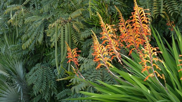 African flag orange flower blossom, Chasmanthe Floribunda natural botanical background. Exotic bloom in garden, gardening in California, USA. Vivid flora and lush foliage. Vibrant juicy plant colors.