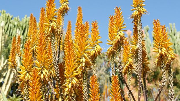 Aloe succulent plant yellow flower, California USA. Desert flora, arid climate natural botanical close up background. Vivid orange bloom of Aloe Vera. Gardening in America, grows with cactus and agave
