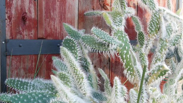 Cactus succulent plant, California USA. Desert flora, arid climate natural flower, botanical close up background. Green ornamental unusual houseplant. Gardening in America, grows with aloe and agave.