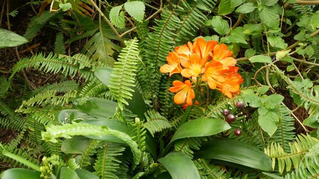 Natal bush kafir lily flower, California, USA. Clivia miniata orange flamboyant exotic fiery vibrant botanical bloom. Tropical jungle rainforest atmosphere. Natural garden vivid fresh juicy greenery.
