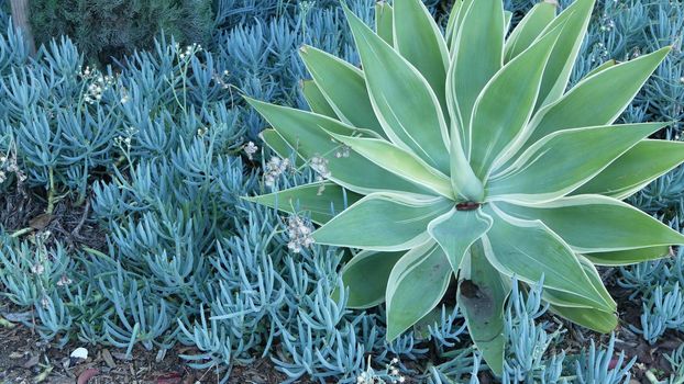 Blue agave leaves, succulent gardening in California, USA. Home garden design, yucca, century plant or aloe. Natural botanical ornamental mexican houseplants, arid desert floriculture. Calm atmosphere