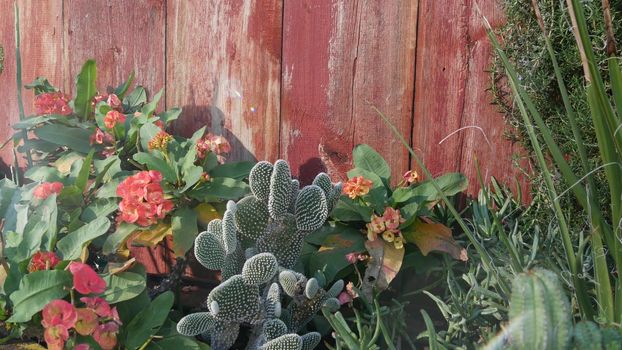 Cactus succulent plant, California USA. Desert flora, arid climate natural flower, botanical close up background. Green ornamental unusual houseplant. Gardening in America, grows with aloe and agave.