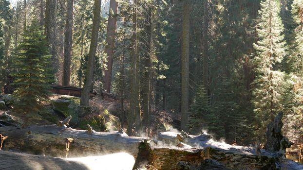 Fog rising in sequoia forest, fallen redwood trunks in old-growth wood. Misty morning in coniferous woodland, national park of Northern California, USA. Large uprooted pine trees, haze in sunlight.