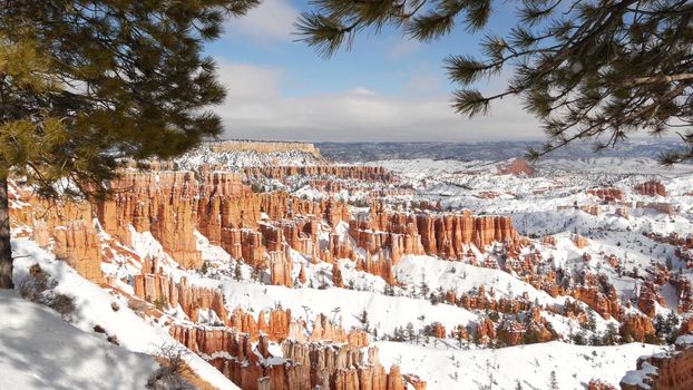 Bryce Canyon in winter, snow in Utah, USA. Hoodoos in amphitheater, eroded relief, panoramic vista point. Unique orange formation. Red sandstone and coniferous pine or fir tree. Eco tourism in America