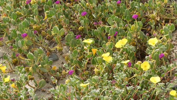 Creeper plant on pacific ocean sandy beach, California coast, USA. Sand, tiny flowers, stones and greenery by the sea. Natural botanical flora in Encinitas, where people restore the coastal ecosystem.