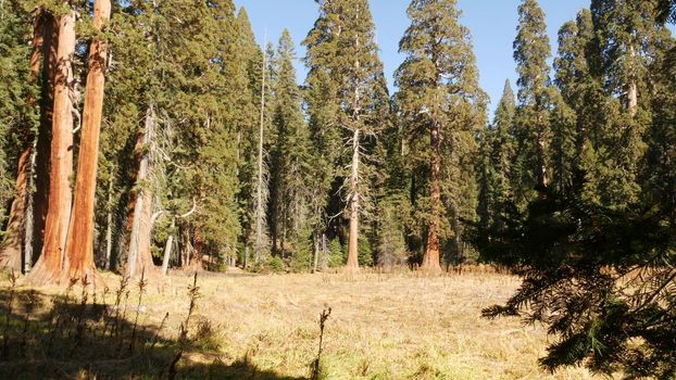Sequoia forest, redwood trees in national park, Northern California, USA. Old-growth woodland near Kings Canyon. Trekking and hiking tourism. Unique lagre coniferous pines with massive tall trunks.