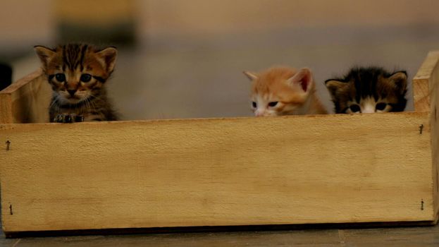 salvador, bahia / brazil - august 18, 2007: kittens are seen in a wooden box in the city of Salvador.