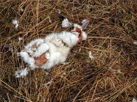 Skin of hare lies on brown grass. Hunting trophy.