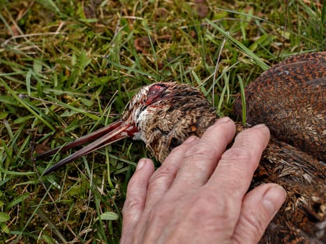 Woman's hand on dead wild bird in motley plumage lying on green grass.