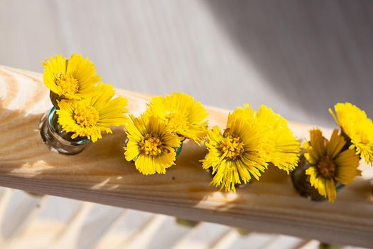 Yellow coltsfoot flower or Tussilago farfara first spring flowers in thin transparent flasks vases on the table