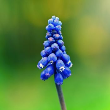 Beautiful spring blue flower grape hyacinth with sun and green grass. Macro shot of the garden with a natural blurred background.(Muscari armeniacum) 