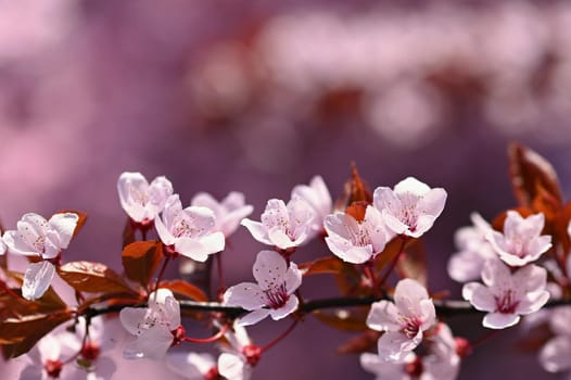 Spring background - copy space. Beautiful Japanese cherry blossoms on a clean colored natural background on a sunny day. Spring time.