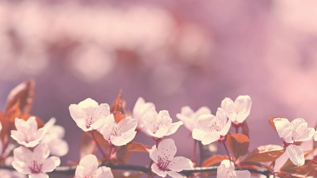 Spring background - copy space. Beautiful Japanese cherry blossoms on a clean colored natural background on a sunny day. Spring time.