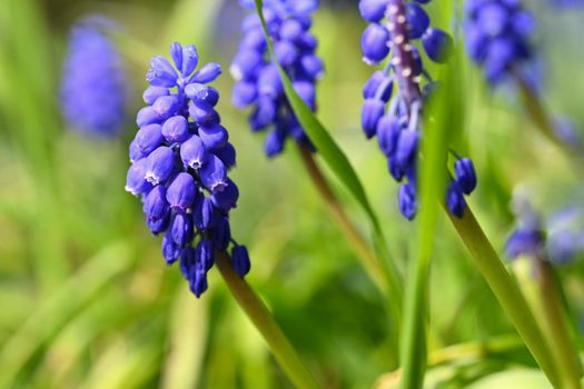 Beautiful spring blue flower grape hyacinth with sun and green grass. Macro shot of the garden with a natural blurred background.(Muscari armeniacum) 