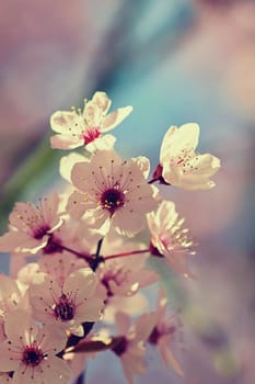 Beautiful flowering Japanese cherry Sakura. Season Background. Outdoor natural blurred background with flowering tree in spring sunny day.