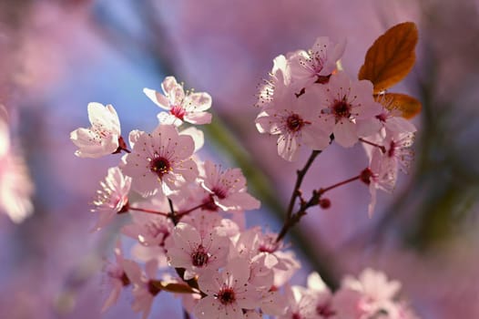 Beautiful flowering Japanese cherry Sakura. Season Background. Outdoor natural blurred background with flowering tree in spring sunny day.